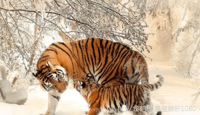 属虎的女性更佳婚配，97属牛和98属虎相克