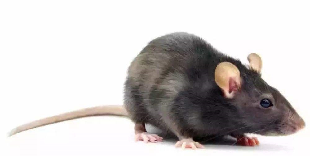 6年属鼠正缘是什么时候，1996年属鼠姻缘什么时候到"