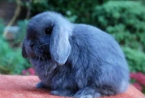 兔子一共有多少种品种，兔子一天喂几次