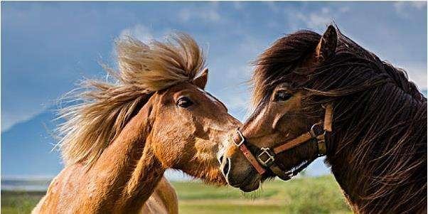 属马和属鼠的合不合，属马的跟属鼠的合不合