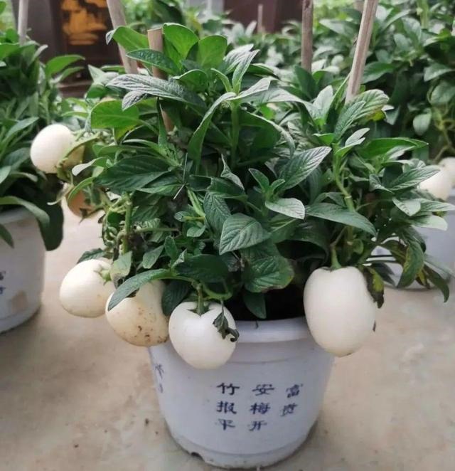 属兔的家里摆什么更好，属兔的人家里能摆金蟾吗