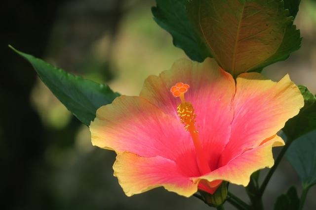 022年婚姻有第三者的生肖，小三指什么生肖"