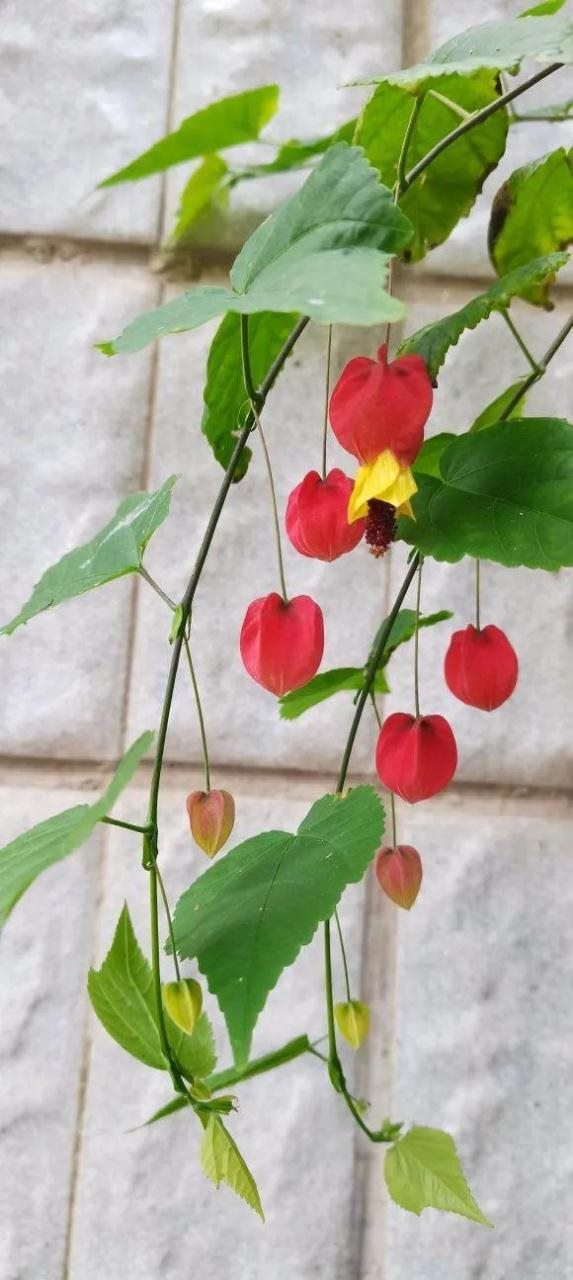 属兔的家里摆什么更好，属兔的人家里能摆金蟾吗