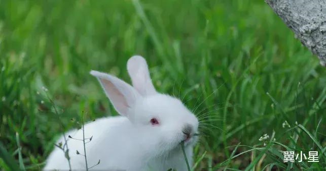 属兔的人什么时辰出生更好，2022 属鼠哪个时辰出生更好