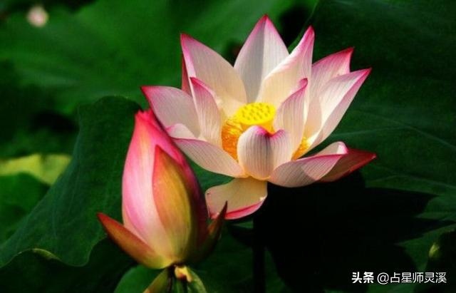 022年适合添丁的日子，属蛇2022年几月份添丁"