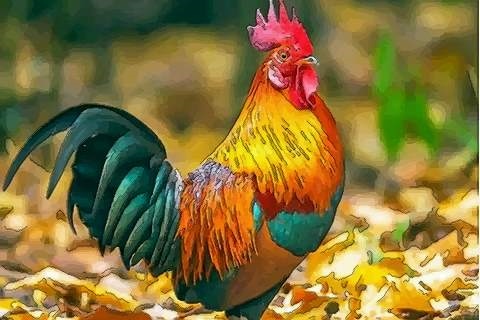 022年属鸡人的全年运势详解，1993属鸡2022