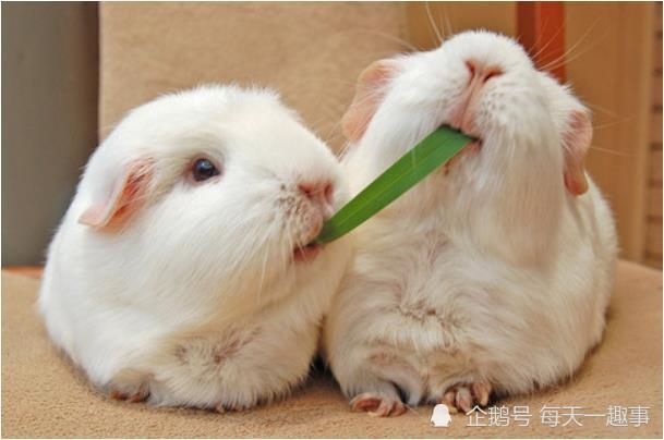 属兔的对应年份，属羊的都有哪些年份