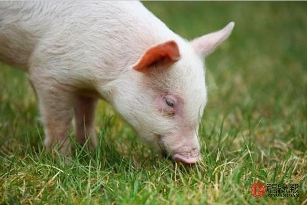 女猪男兔合不合适婚姻，男猪女兔合不合