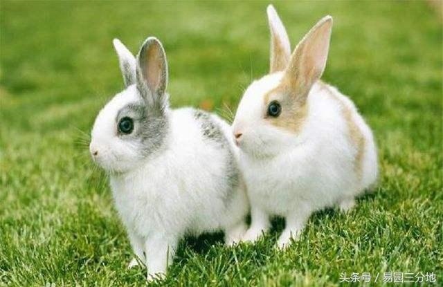 7兔93鸡克六亲,兔和鸡在一起对谁不利"