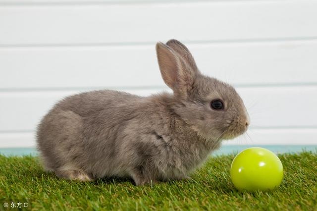 975年属兔一生有几次大运，1975属兔2022年每月"