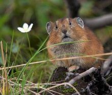 鼠兔生个鼠宝宝怎样,87年兔生2022 年鼠宝宝好吗