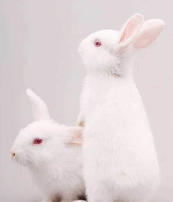 兔今年的运势如何2022，兔在虎年运势2022运势详解