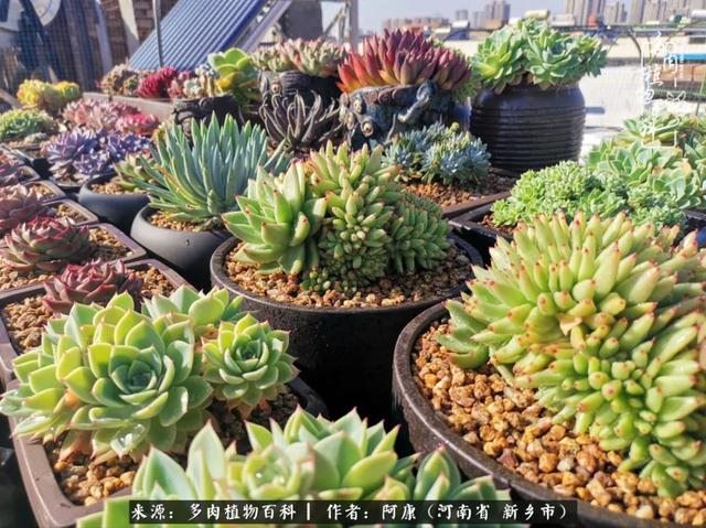 属龙的哪天出生最苦，属龙生在几月最命苦