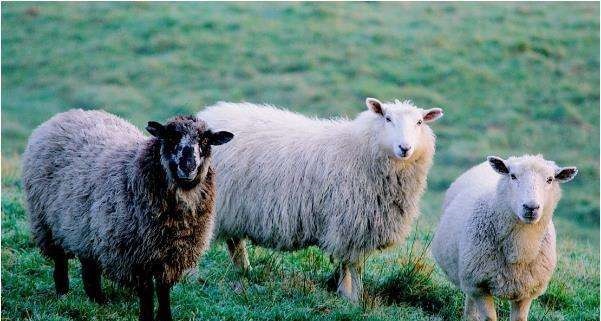 9年属羊的婚姻，79年属羊的发财年龄"