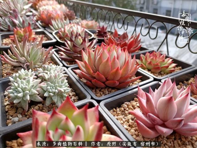 别人送兔子给我养好不好，兔子可以送给别人养吗