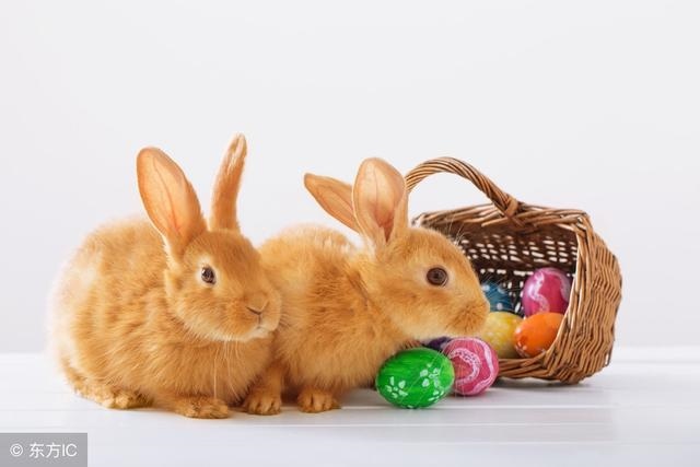 975年属兔一生有几次大运，1975属兔2022年每月"