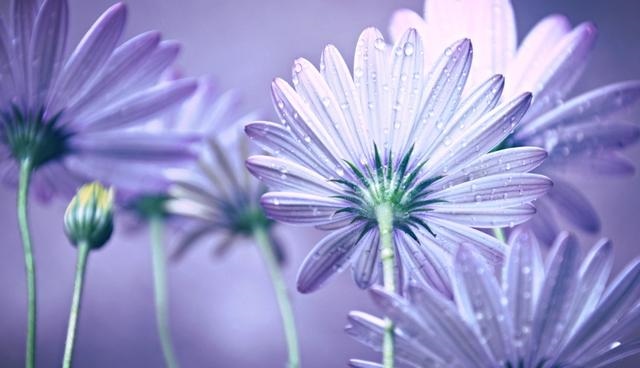 正缘桃花年份什么意思，正缘桃花是什么意思