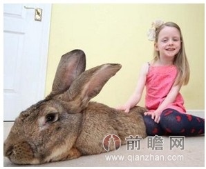 兔子今年几岁小孩，属鸡2022 年多少岁