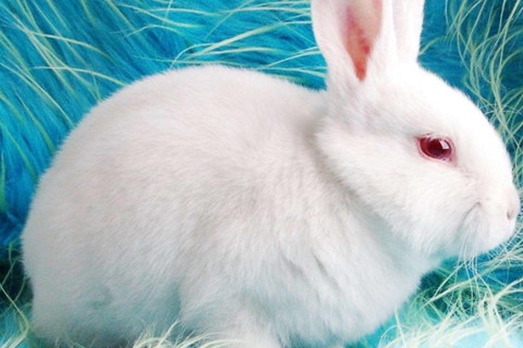 属于兔的今年多大岁，属于兔的与什么生肖相配好