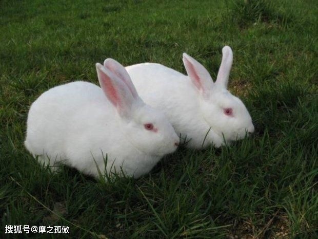 属兔和什么搭配更好,属兔的和什么属相不合