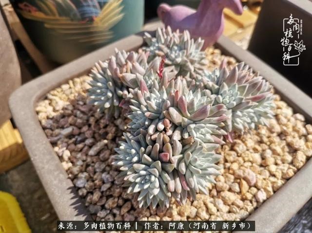 属龙的哪天出生最苦，属龙生在几月最命苦