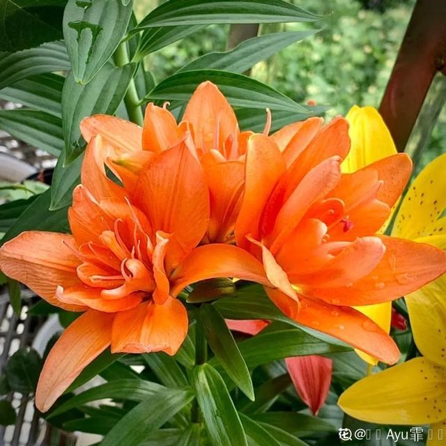 为什么属兔和属龙相害，生肖中为何属兔与属龙犯冲