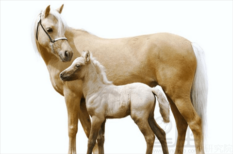 4年属马五行属什么，1983年属猪生辰八字"