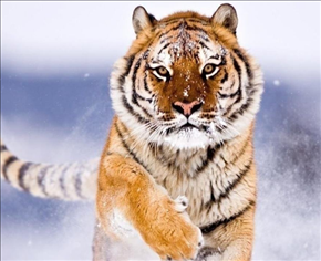 属兔与属虎的合不合,99年属兔的姻缘在哪年