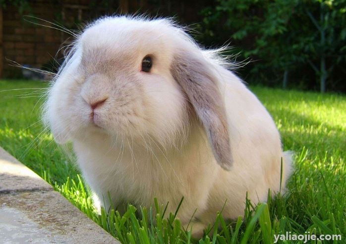 属兔是哪一年的今年多少岁，属兔的今年多大岁数2022