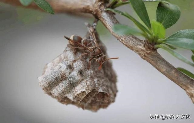 屬蛇忌諱幾月出生農(nóng)歷，屬蛇的女人寡婦命
