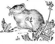 鼠兔生个鼠宝宝怎样,87年兔生2022 年鼠宝宝好吗