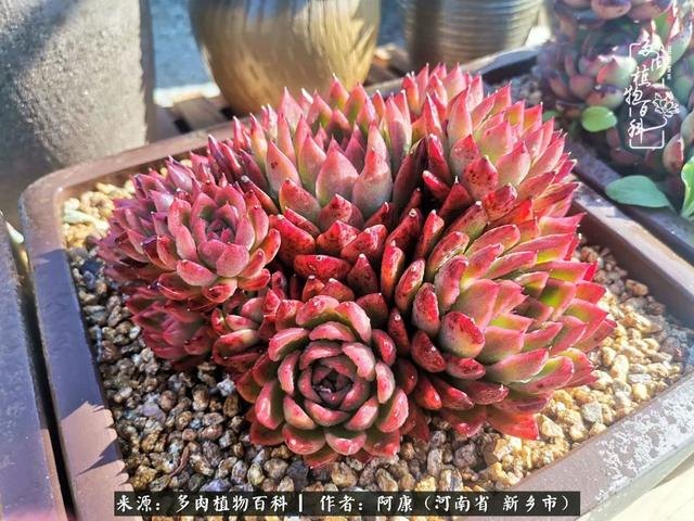 属龙的哪天出生最苦，属龙生在几月最命苦