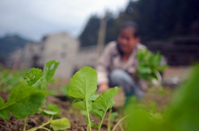 022年农历九月出生哪天好，属牛最富贵的出生时辰"
