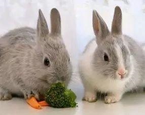 属兔人什么时候好,属兔的什么时候结婚