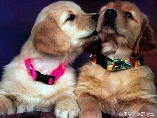 属羊出行黄道吉日,79年男属羊旺财的箱包名