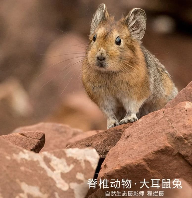 属鼠和兔属相合不合,属鼠和羊相配婚姻如何