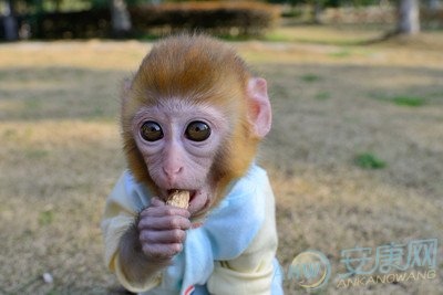 生肖属猴的是哪一年出生的,60多岁的猴子是哪年出生的