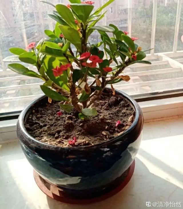 为什么属兔和属龙相害，生肖中为何属兔与属龙犯冲