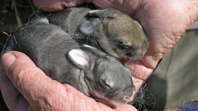0后兔子多少岁，属兔的今年多大"
