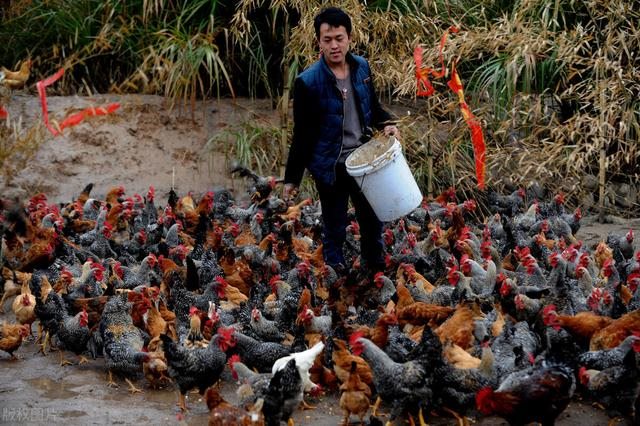 十二生肖排序年龄2022牛和狗，2022年属什么生肖表