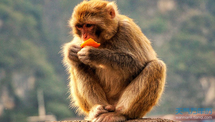 022年属猴今年多少岁,68年猴人2022年每月运程"