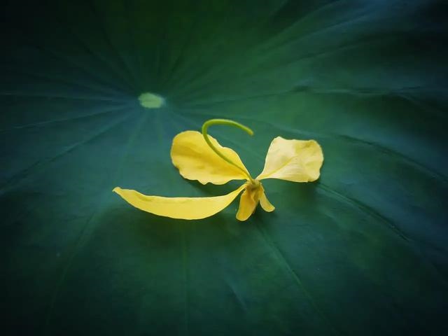 978年属马的婚外情45岁，1990年属马的更佳配偶"