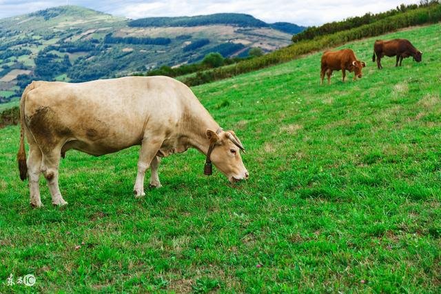 973年属牛女后半生命运，1973年属牛"