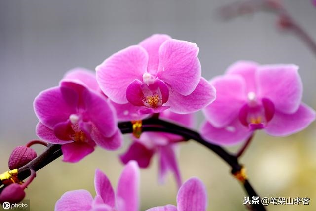 女人命硬是好事还是坏事，女人命硬但是旺夫