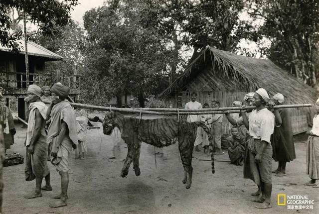 022百年一遇的老虎，2022属虎生百年难得一遇"