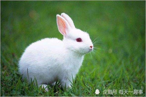 鼠年对属兔的人的运势，1975属兔45岁以后运气