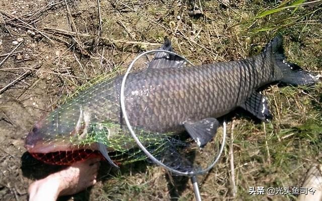 974年属虎寿命多长，74年属虎女一生寿命"