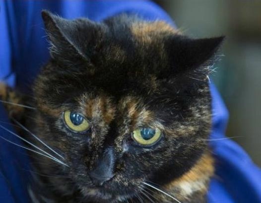 6年属马人能活多少岁，1966年属马女人人品"