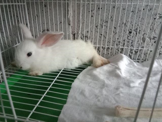 兔子一次睡多久，小白兔睡觉睡几个小时