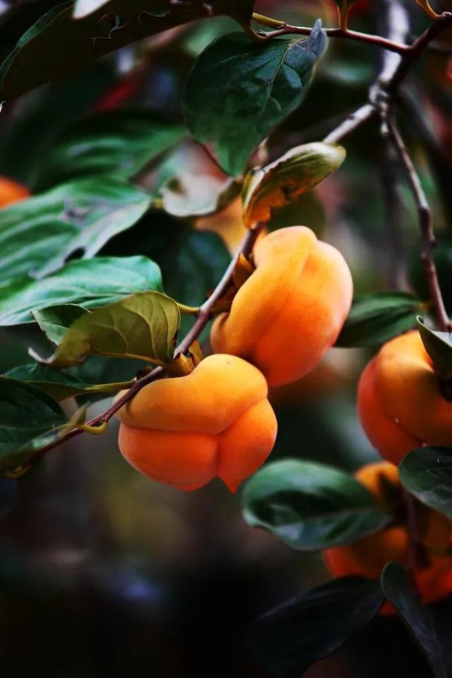 最近宜生孩子日子，2022 年适合生孩子的日子